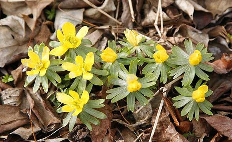 20 Winter Aconite (Eranthis Hyemalis) Seeds - Seed World