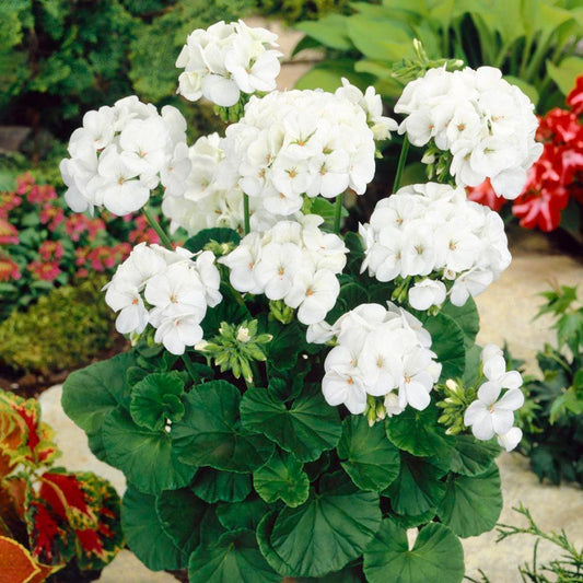 12 MaverΒick White Geranium Seeds - Seed World