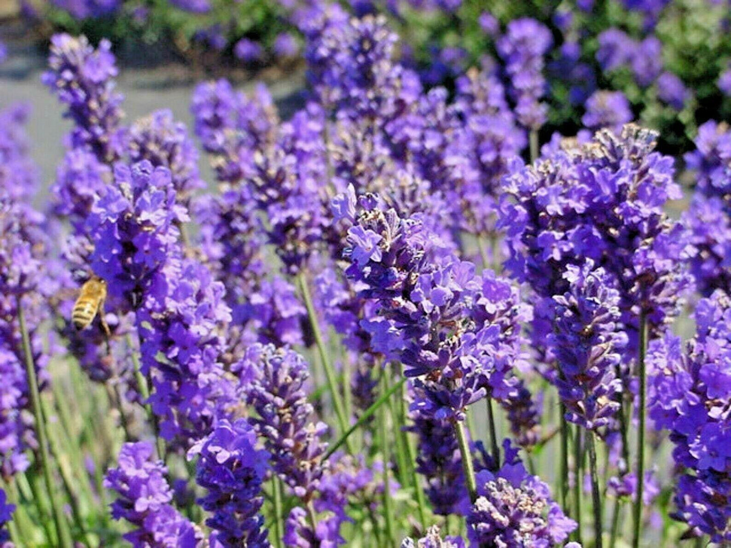 1200+ Lavender Seeds | Spring Perennial Garden Mosquito Insect Repellent - Seed World