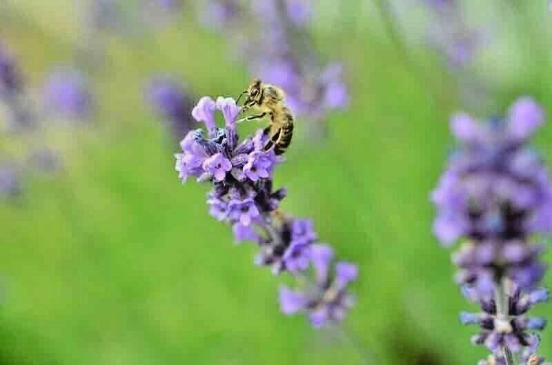 1200+ Lavender Seeds | Spring Perennial Garden Mosquito Insect Repellent - Seed World