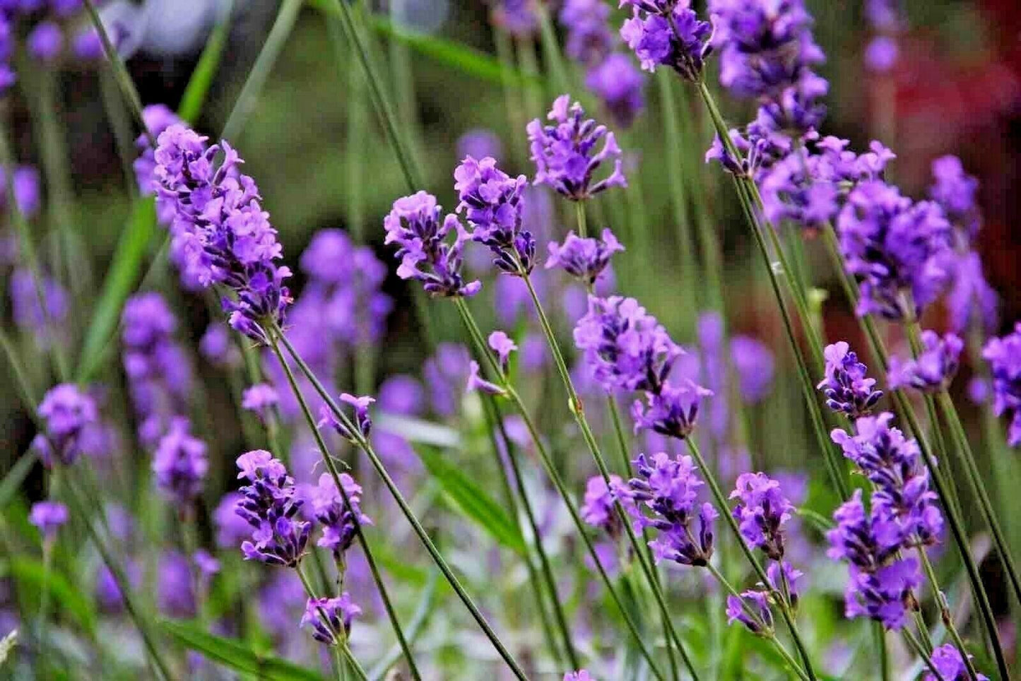 1200+ Lavender Seeds | Spring Perennial Garden Mosquito Insect Repellent - Seed World