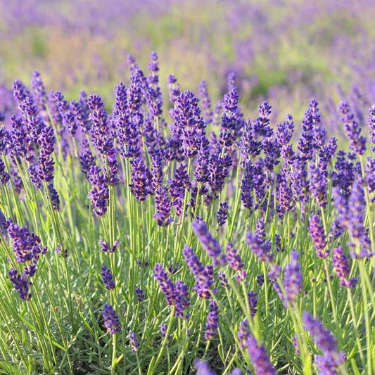 1200+ Lavender Vera Seeds - Seed World