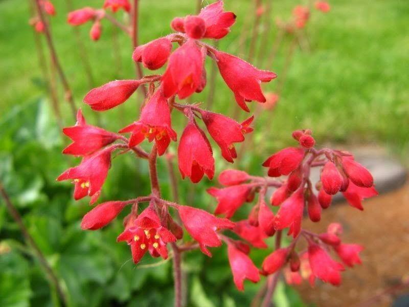 1200 Mix Coral Bells Heuchera Shade Seeds - Seed World