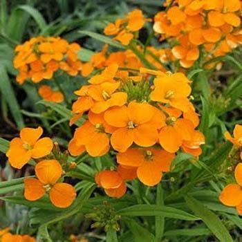 1,200 Wallflower Siberian Seeds - Seed World