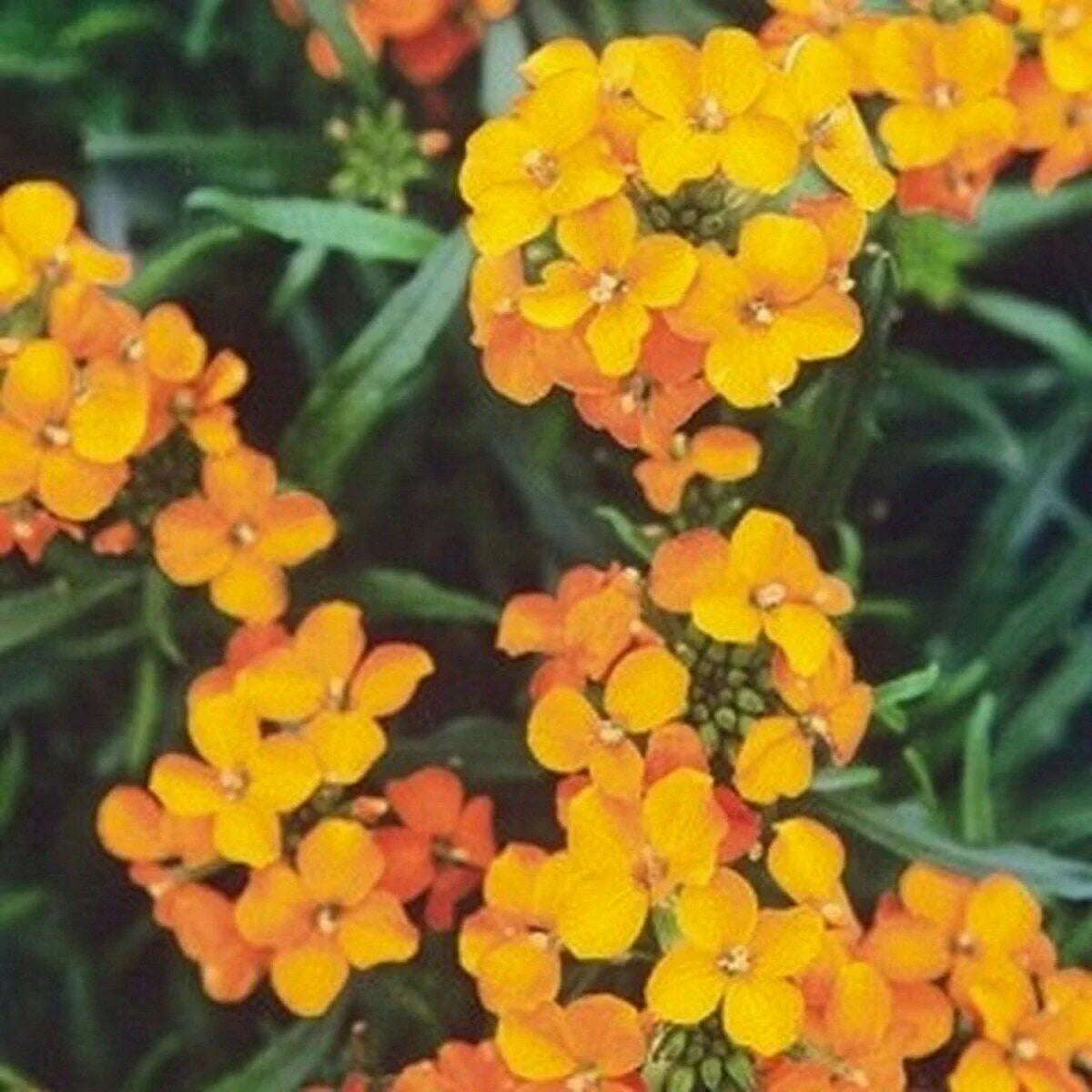 Close-up of orange and yellow flowers with green leaves