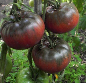 125 Black Krim Tomato Seeds - NON-GMO - Rare Heirloom - Seed World