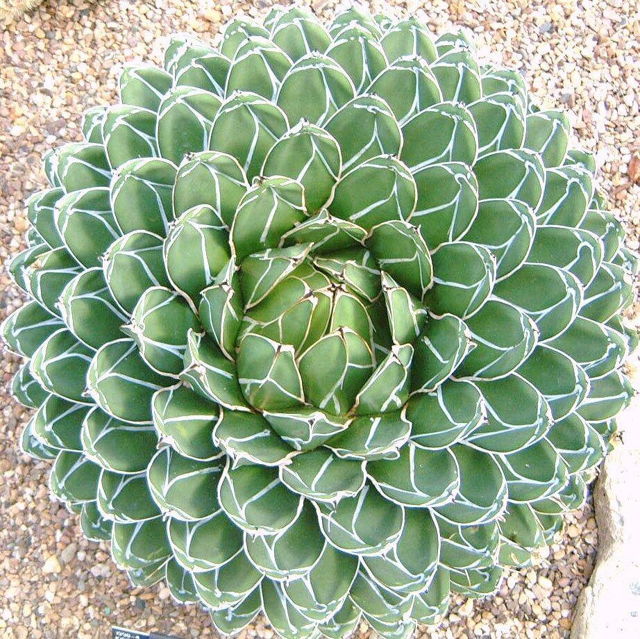 15 Agave Victoriae - Reginae Seeds - Seed World
