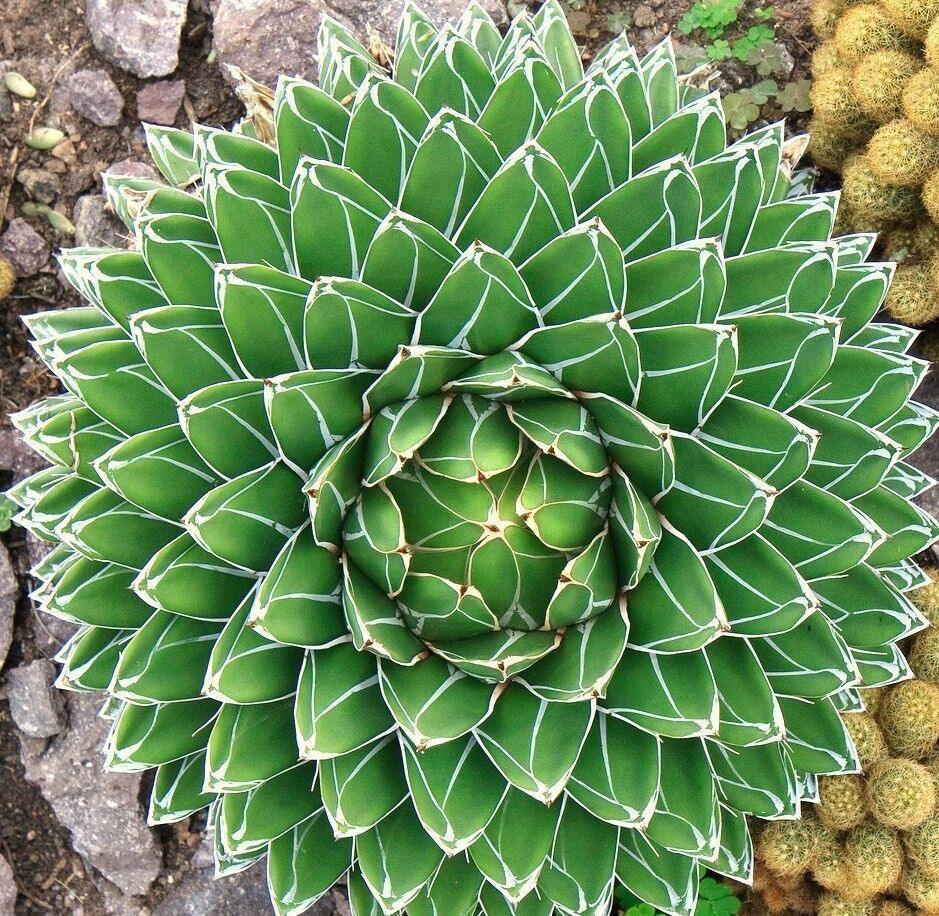 15 Agave Victoriae - Reginae Seeds - Seed World