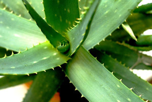 15 Aloe Brevifolia Seeds - Seed World
