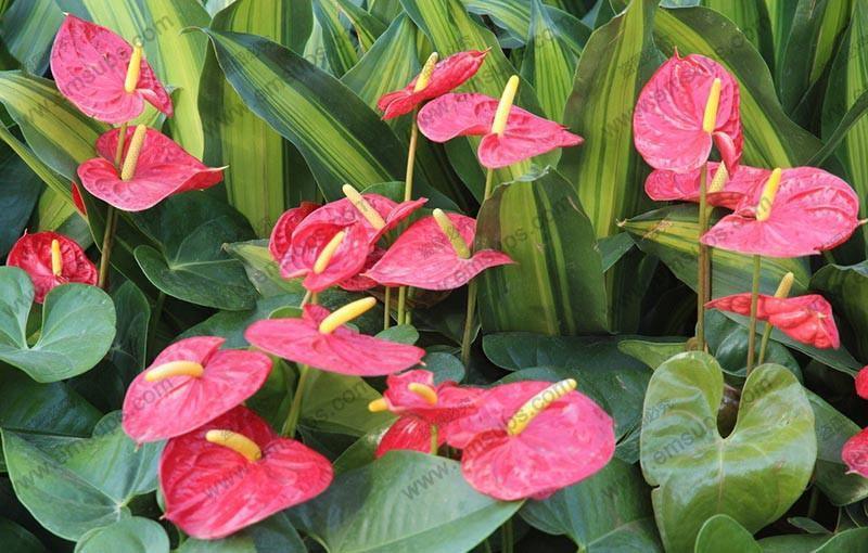 15 Anthurium Flower Mix Seeds - Seed World