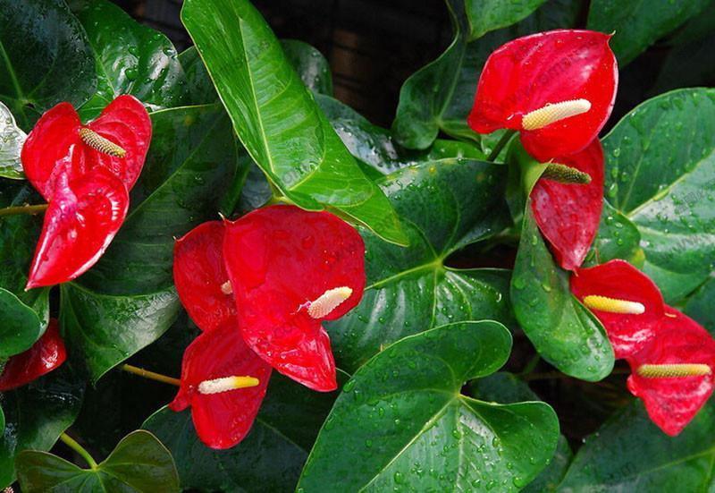 15 Anthurium Flower Mix Seeds - Seed World