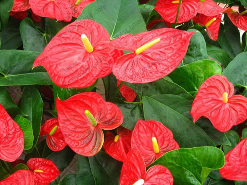 15 Anthurium Flower Mix Seeds - Seed World