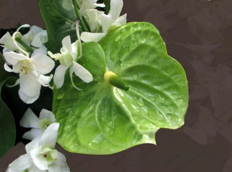 15 Anthurium Flower Mix Seeds - Seed World