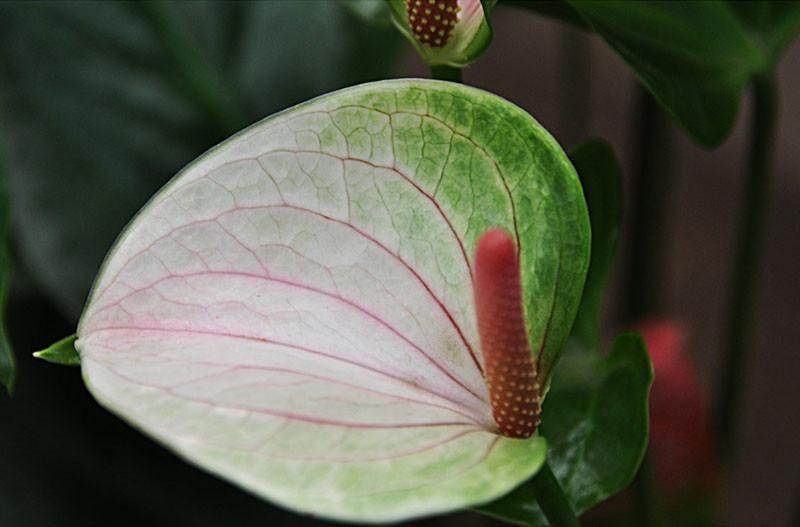 15 Anthurium Flower Mix Seeds - Seed World