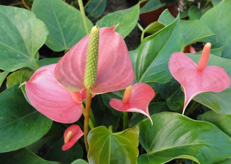 15 Anthurium Flower Mix Seeds - Seed World