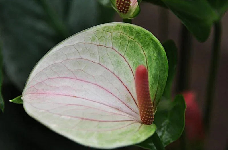 15 Anthurium Flower Mix Seeds - Seed World