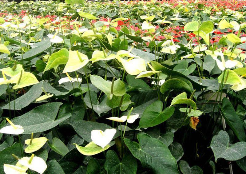 15 Anthurium Flower Mix Seeds - Seed World