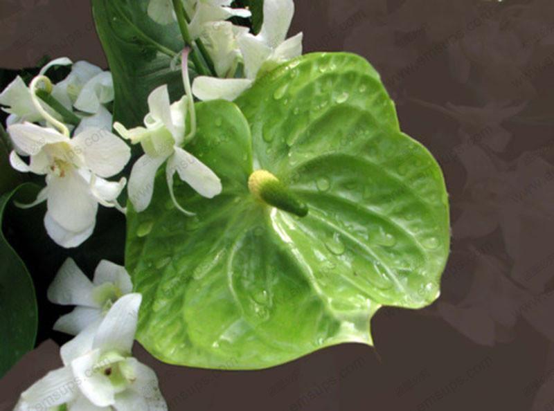 15 Anthurium Flower Mix Seeds - Seed World