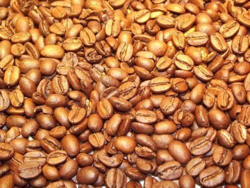 15 Arabica Coffee Shrub Seeds - Seed World