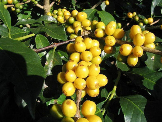 15 Arabica Coffee Shrub Seeds - Seed World