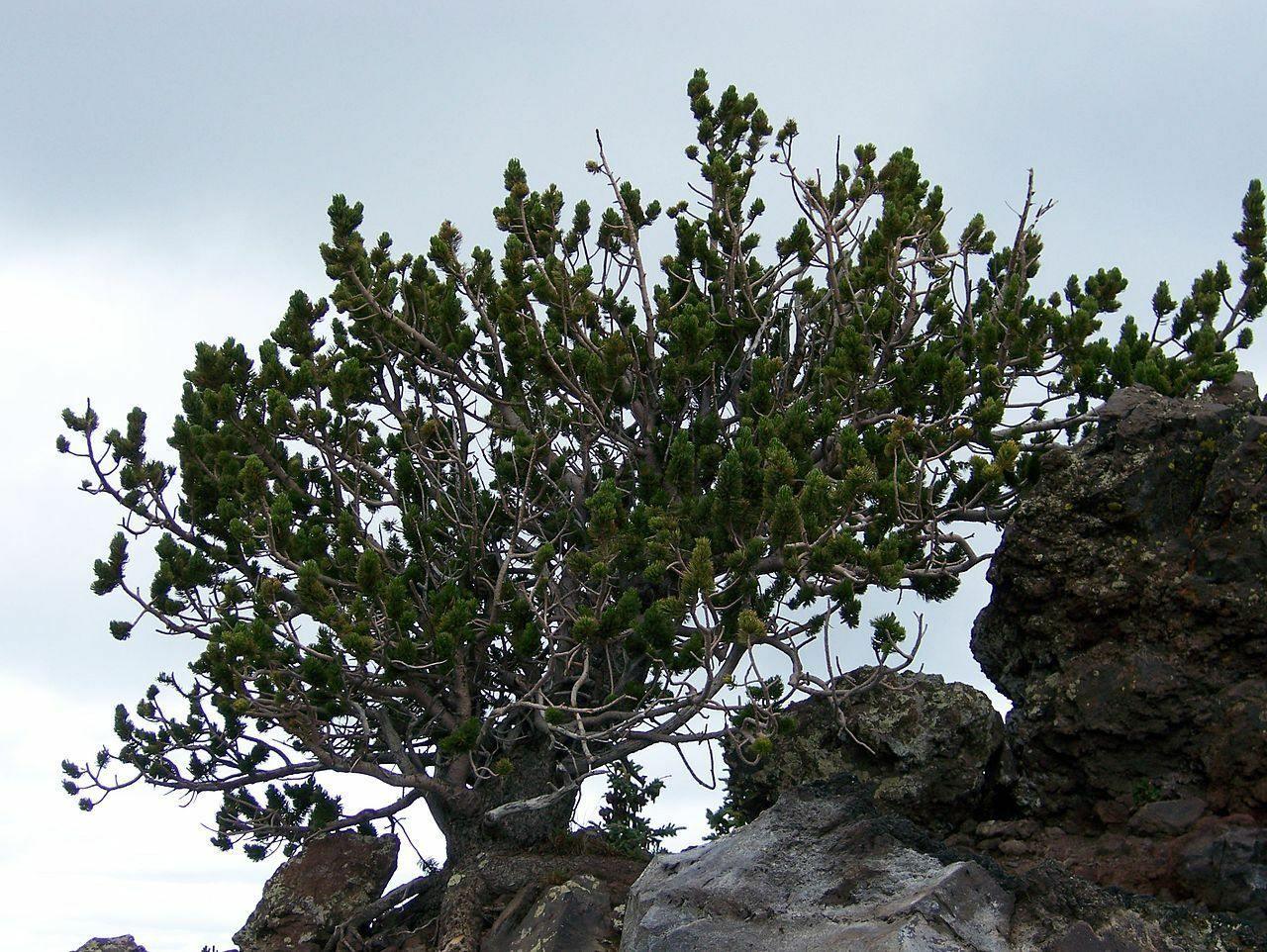 15 Bristlecone Pine Tree Seeds - Seed World