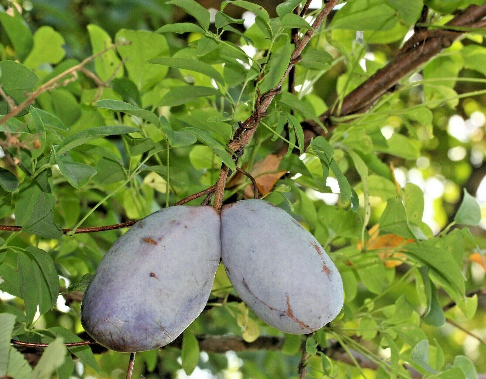 15 Chocolate Vine Seeds - Seed World