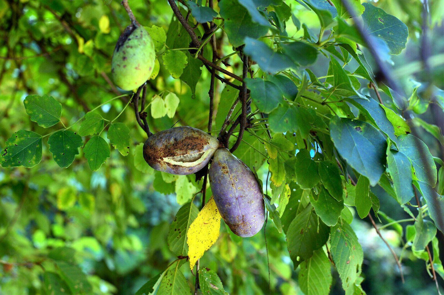 15 Chocolate Vine Seeds - Seed World
