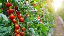 15+ Climbing Tomato Seeds - Seed World