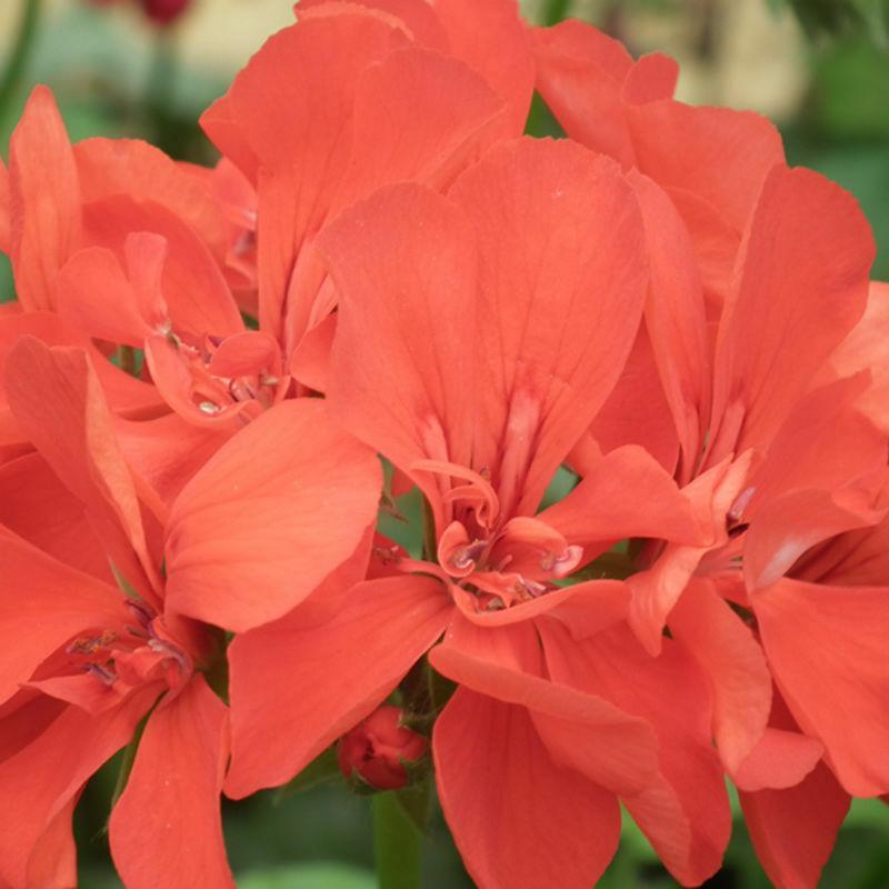 15 Geranium Seeds - Mix - Seed World