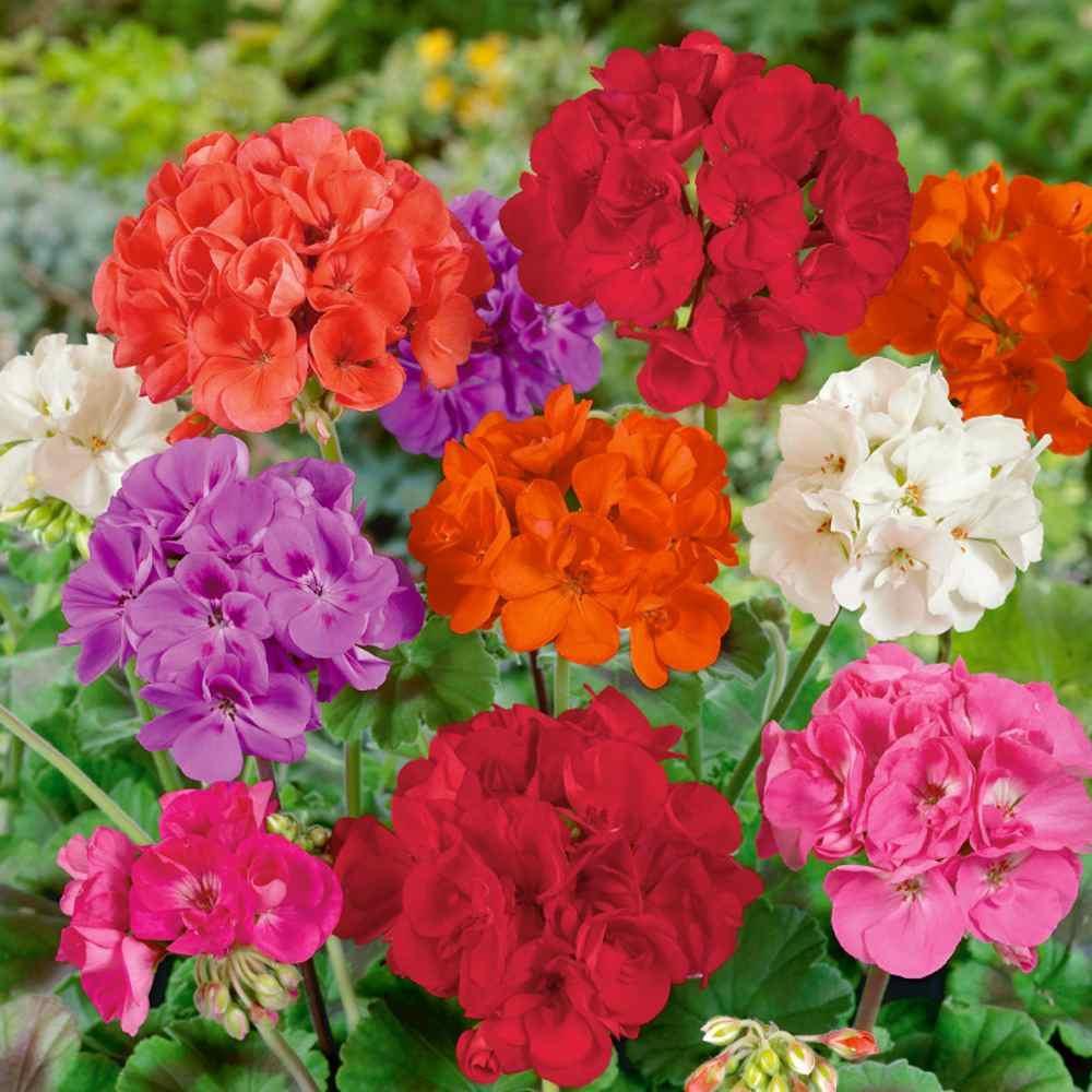 15 Geranium Seeds - Mix - Seed World