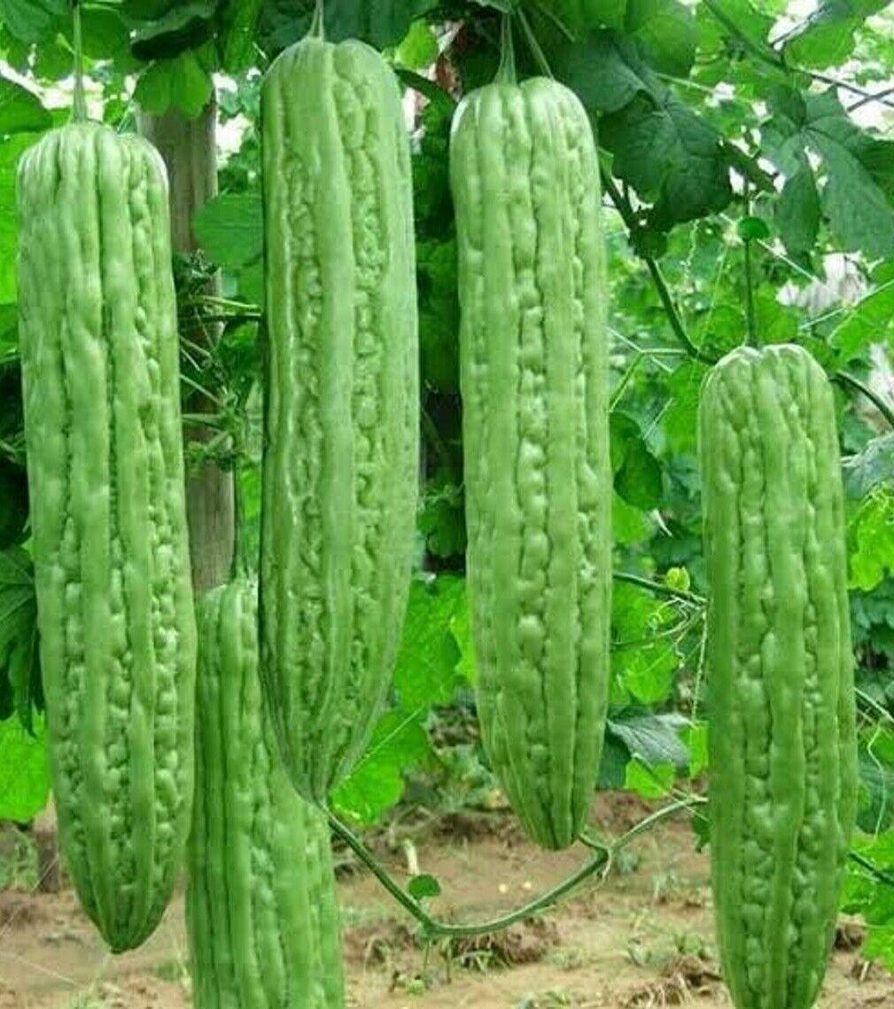 15 Green Skin Bitter Melon Seeds - Seed World