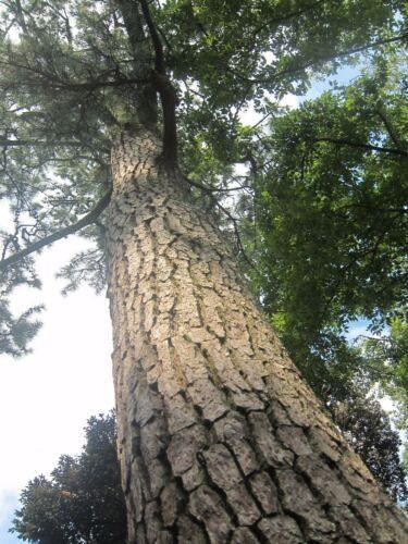 15 Japanese Black Pine Tree Seeds (Pinus Thunbergii) Seeds - Seed World