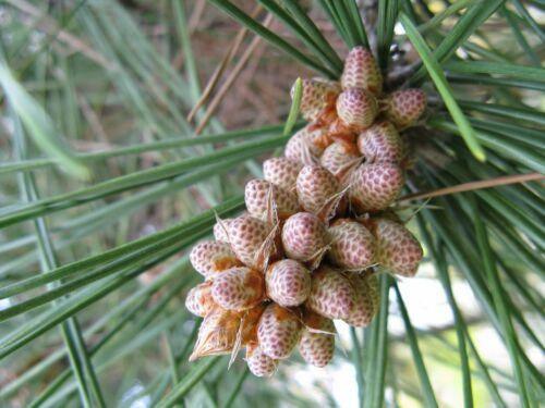 15 Japanese Black Pine Tree Seeds (Pinus Thunbergii) Seeds - Seed World
