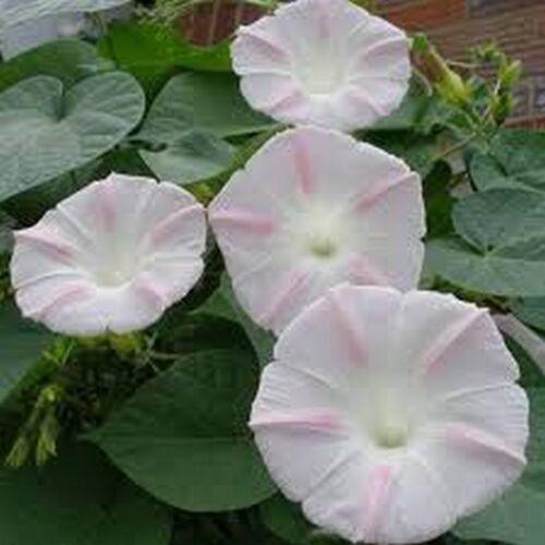 15 Morning Glory Seeds - Seed World