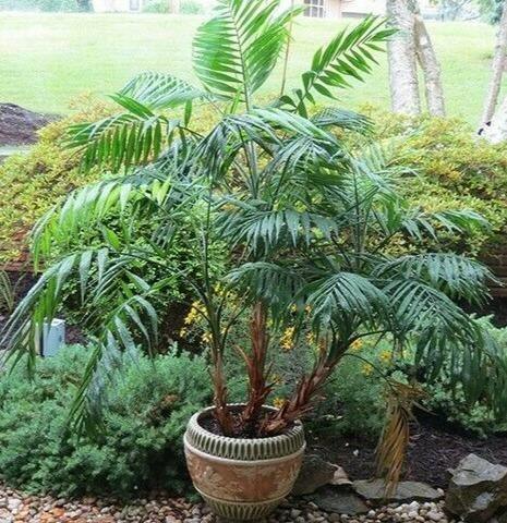 15 Parlor Palm Tree Seeds - Chamaedorea Elegans - Seed World