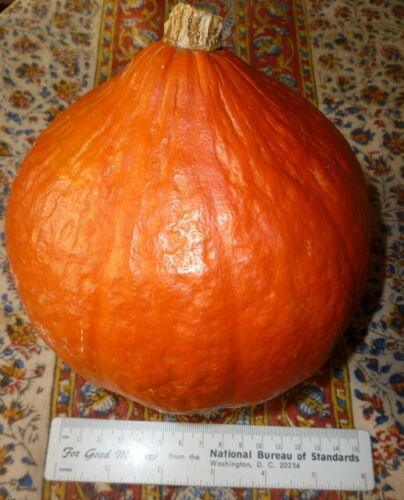 15 Red Kuri Squash Seeds - Seed World