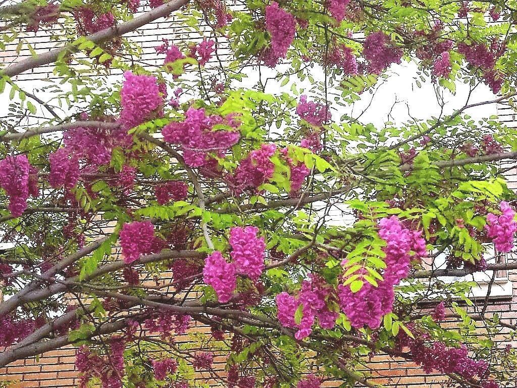 15 Rose Locust Tree Seeds - Seed World
