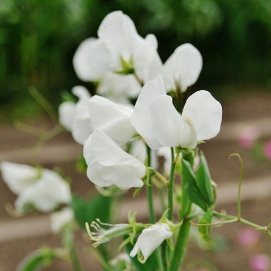 15 Royal White Sweet Peas Seeds - Seed World