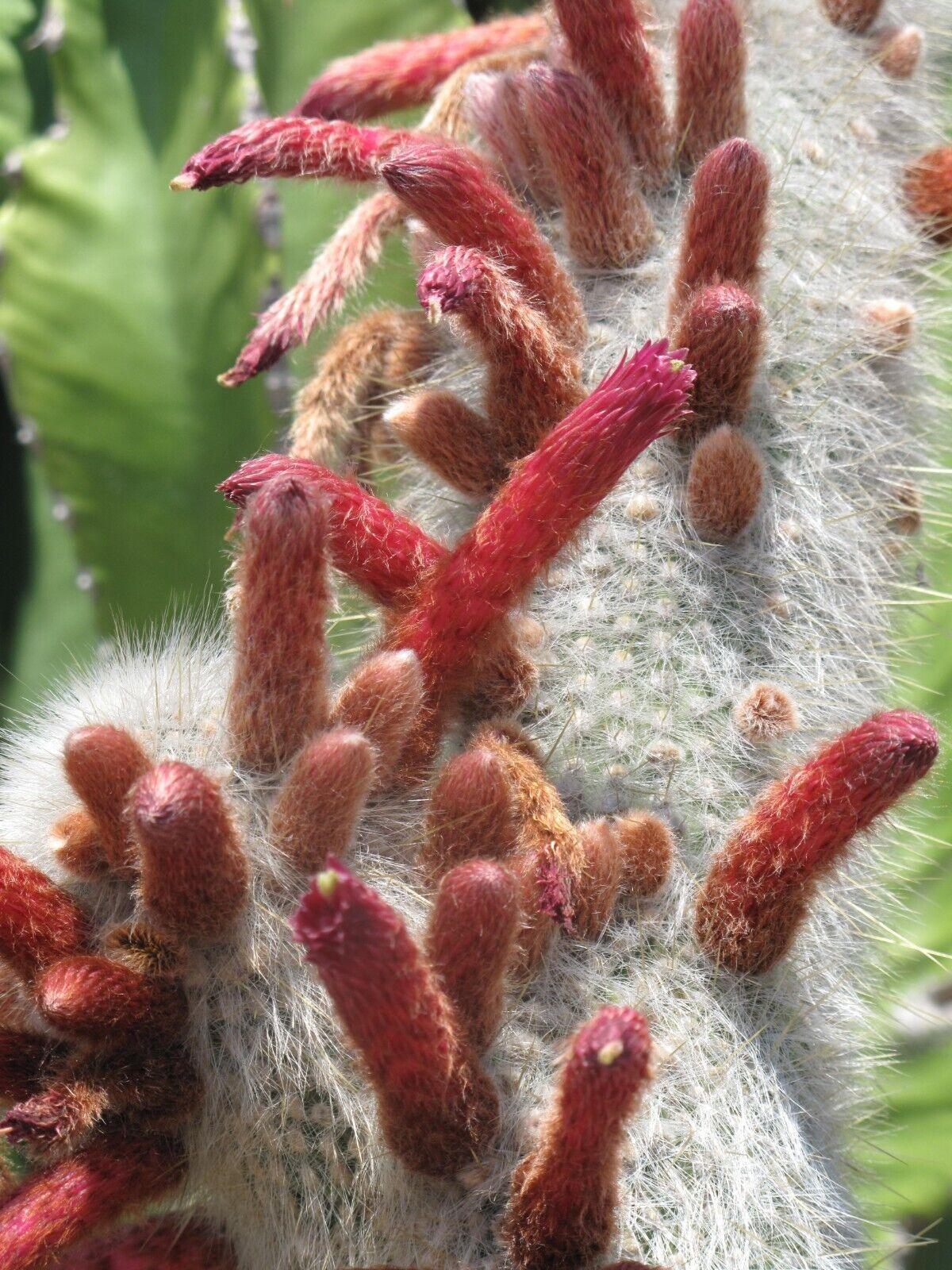 15 Silver Torch Cactus (Cleistocactus Strausii) Seeds - Seed World