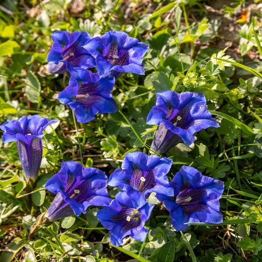 15 Stemless Gentian | Gentiana Acaulis Seeds - Seed World