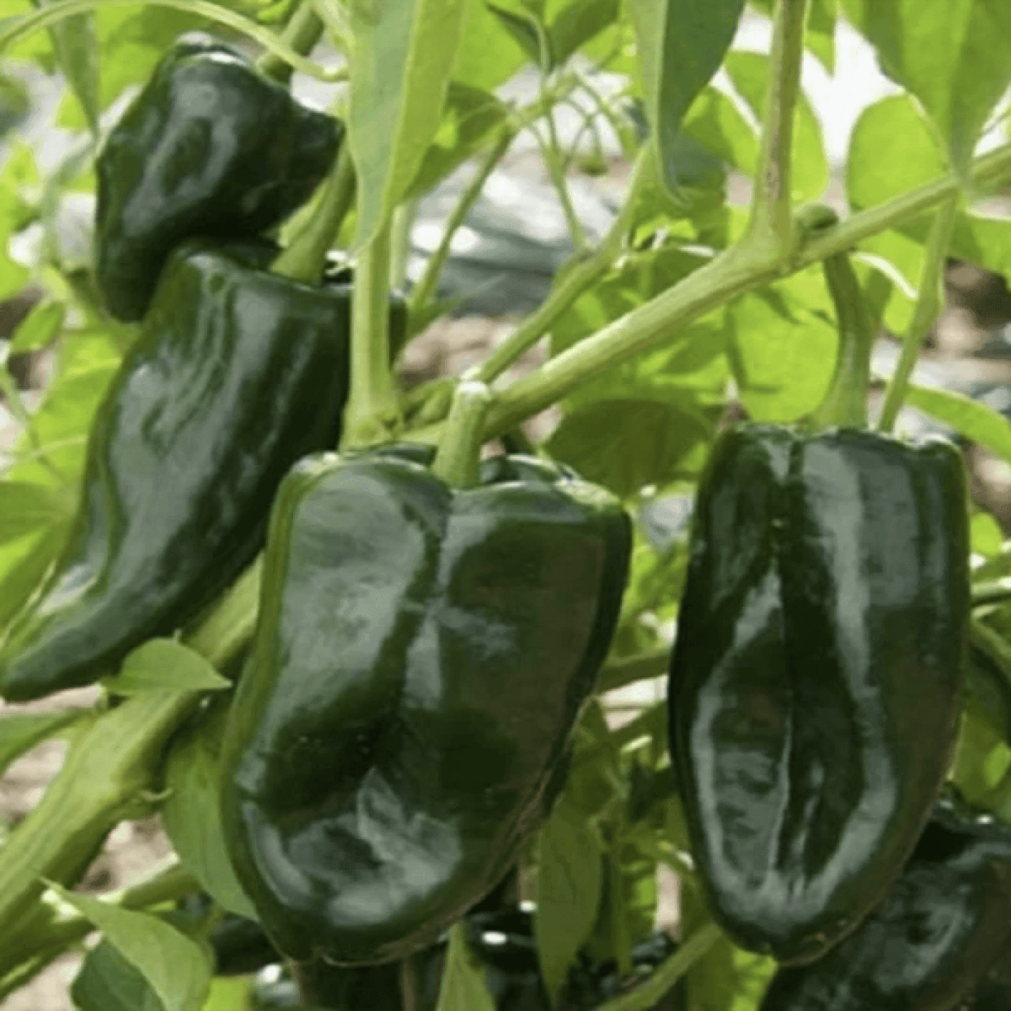 150 Ancho Poblano Grande Pepper Seeds - Seed World