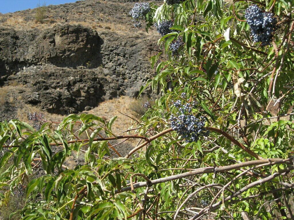 150 Blue Elderberry Seeds - Seed World