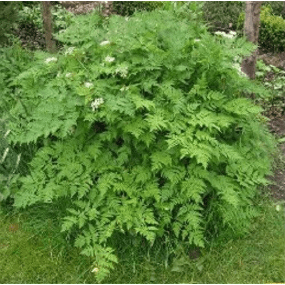 150 Chervil Gourmet Parsley Anthriscus Herb Flower Seeds - Seed World