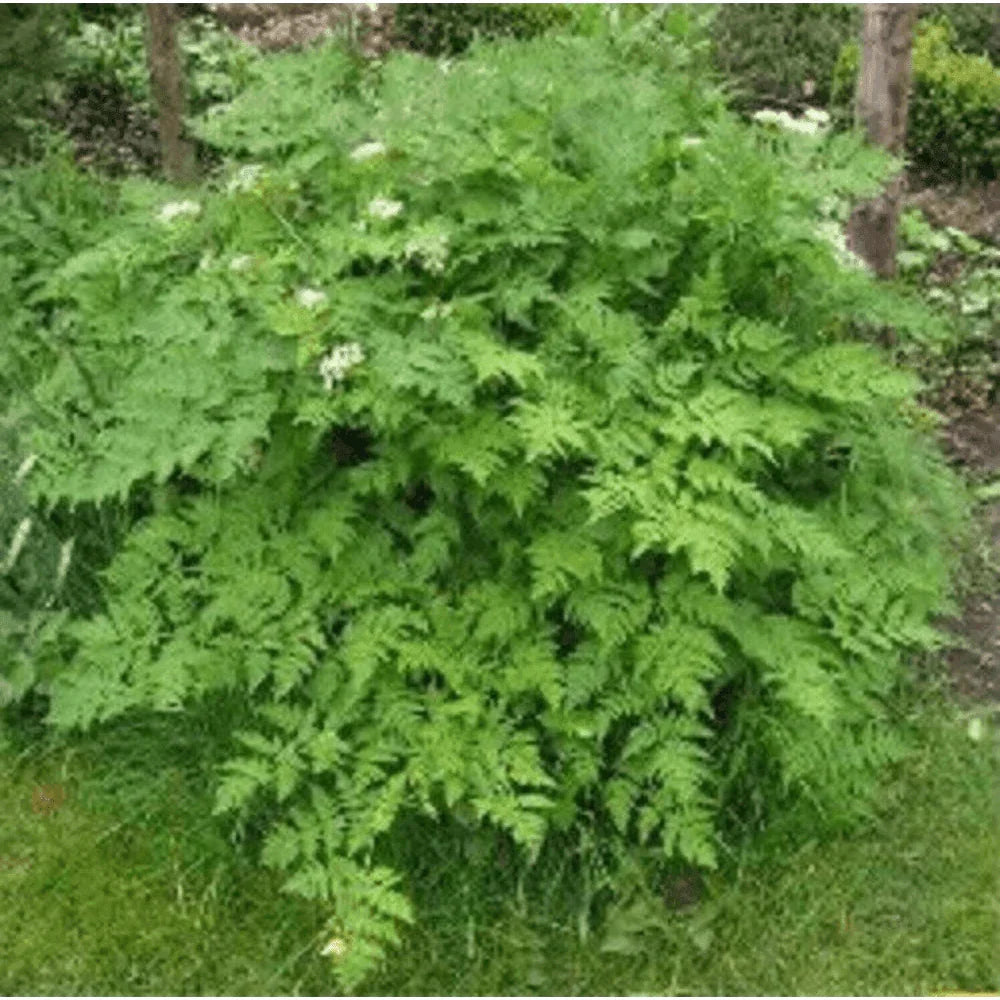 150 Chervil Gourmet Parsley Anthriscus Herb Flower Seeds - Seed World