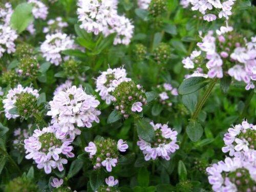 150 Creeping Winter Savory Seeds - Seed World