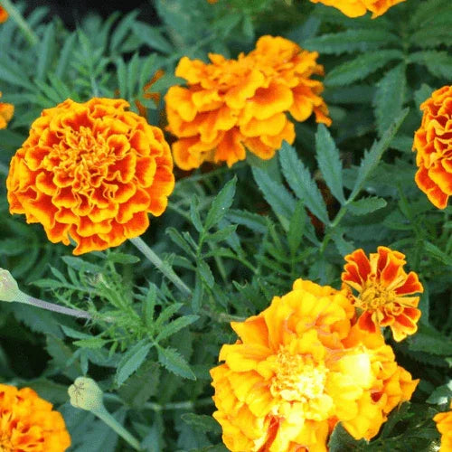 150 Marigold - French "Sparky Mix" Seeds - Seed World