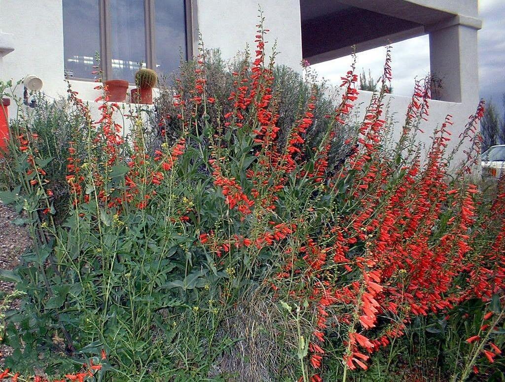 150 Red Firecracker Penstemon Seeds - Seed World