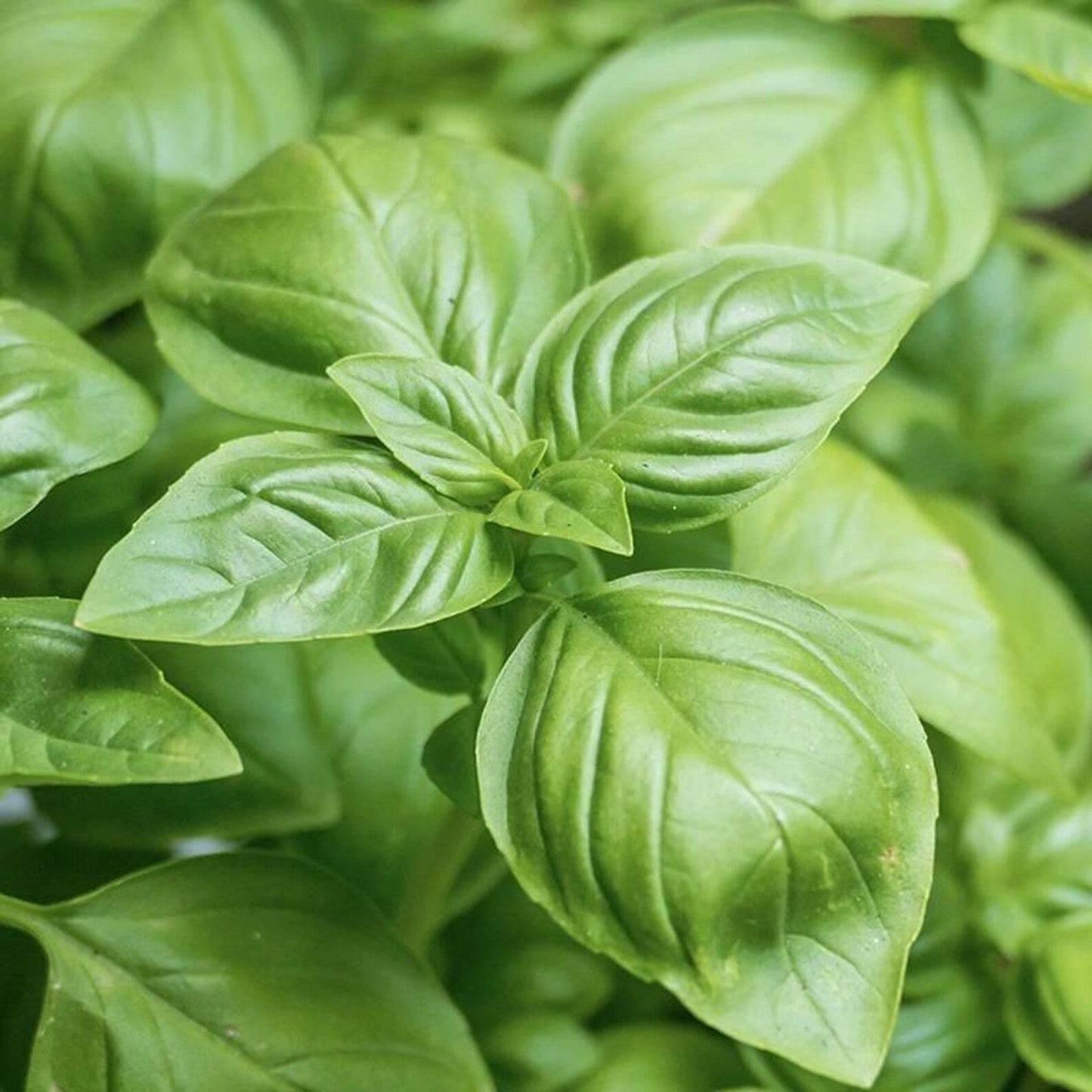 2000 Basil Seeds - Large Leaf Spring Herb Heirloom - Seed World