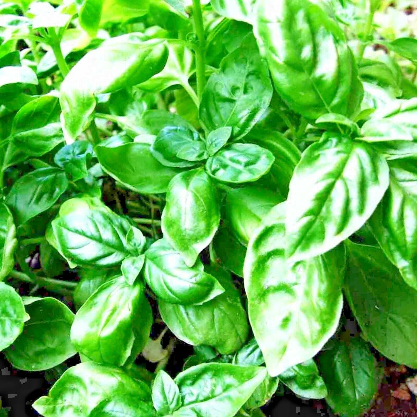 2000 Basil Seeds - Large Leaf Spring Herb Heirloom - Seed World