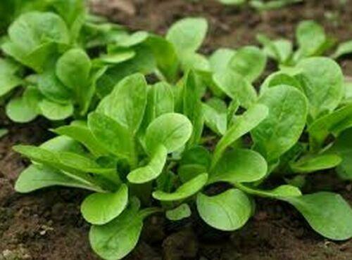 1500 Corn Salad - Valerianella Locusta Seeds - Seed World